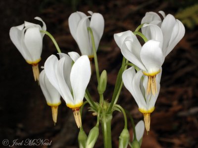 Shooting Star: Dodecatheon meadia