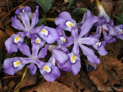 Dwarf Crested Iris: Iris cristata
