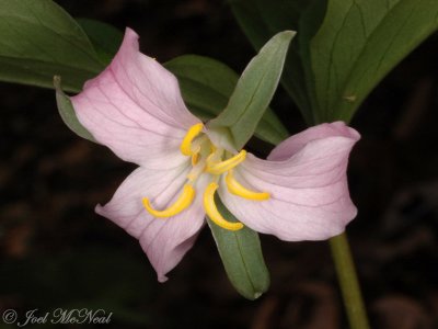 Bashful Trillium: Trillium catesbaei