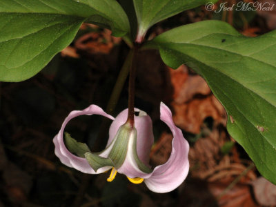 Bashful Trillium: Trillium catesbaei