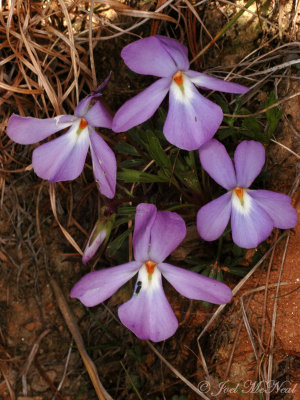 Birdsfoot Violet: Viola pedata