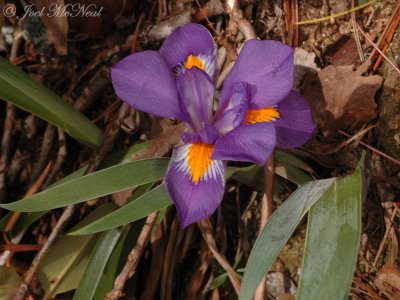 Dwarf Vernal Iris: Iris verna