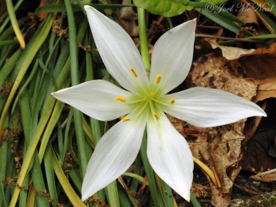 Atamasco Lily: <i>Zephyranthes atamasca</i>
