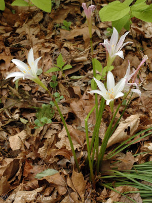 Atamasco Lily: Zephyranthes atamasca