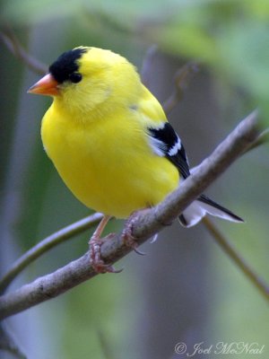 male American Goldfinch (spring)