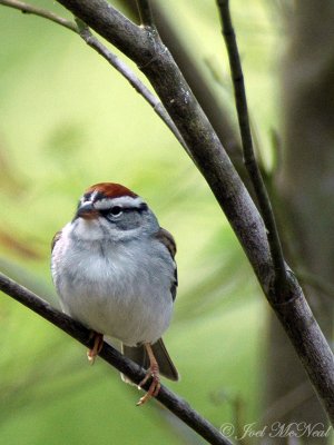 Chipping Sparrow (spring)