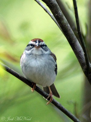 Chipping Sparrow (spring)