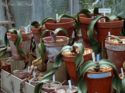 Welwitschia mirabilis: UGA greenhouse