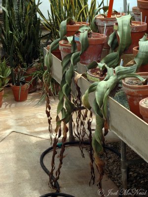 Welwitschia mirabilis: UGA greenhouse