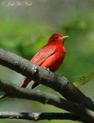 male Summer Tanager