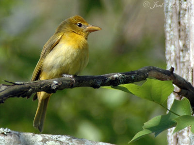 female Summer Tanager