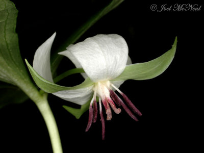 Southern Nodding Trillium: Trillium rugellii
