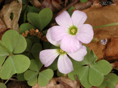 Violet Wood Sorrel: Oxalis violacea