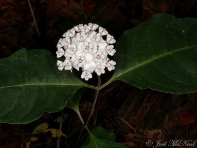 White/Red-ring Milkweed: Asclepias variegata