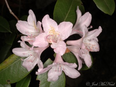 Piedmont Rhododendron: Rhododendron minus