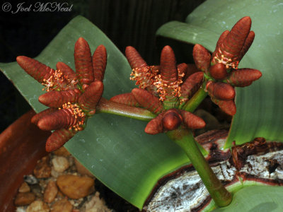 Welwitschia mirabilis: male strobili