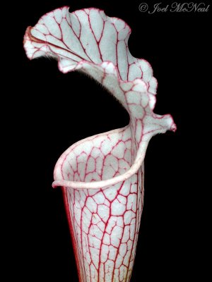 Whitetop Pitcher Plant: Sarracenia leucophylla