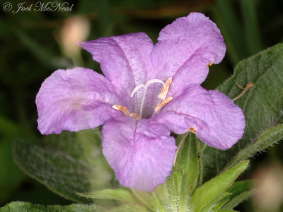 Wild Petunia: Ruellia caroliniana