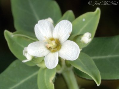 Flowering Spurge: Euphorbia pubentissima