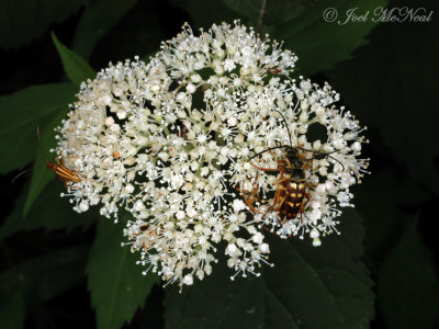 Wild Hydrangea w/beetles: Hydrangea arborescens
