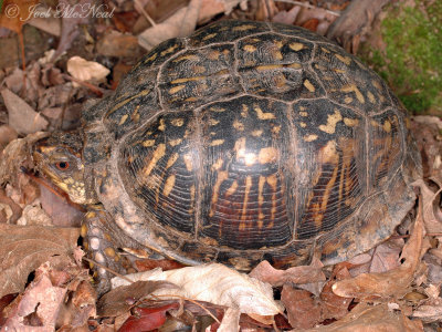 Eastern Box Turtle: Terrapene carolina
