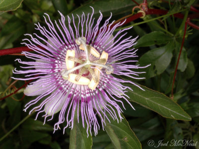 Purple Passionflower, Maypops: Passiflora incarnata