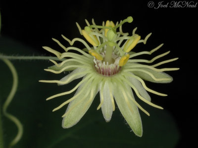 Yellow Passionflower: Passiflora lutea