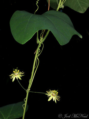 Yellow Passionflower: Passiflora lutea