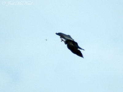 Mississippi Kite hawking dragonfly