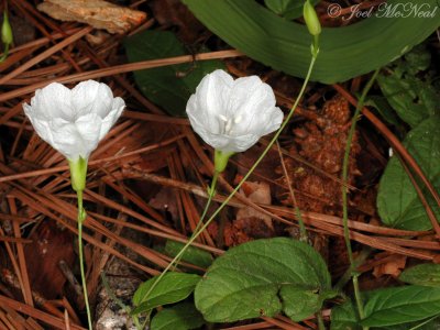 Southern Dawnflower: Stylisma humistrata