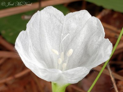 Southern Dawnflower: Stylisma humistrata
