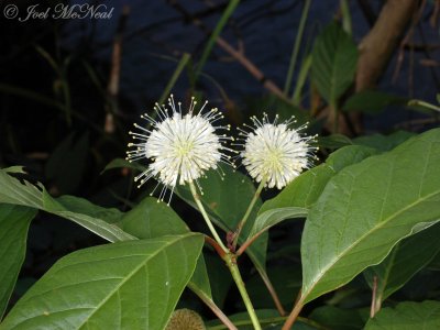 Buttonbush: Cephalanthus occidentalis