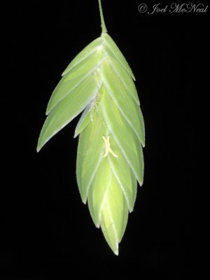 River Oats: Chasmanthium latifolium