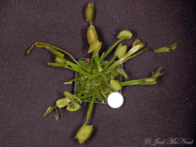 Venus Flytrap: Dionaea muscipula (quarter for scale)