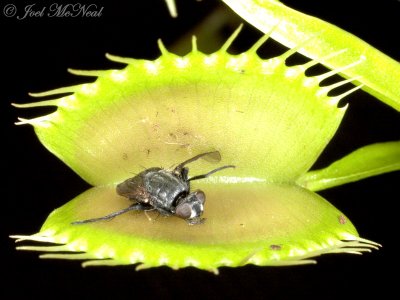 Venus Flytrap: <i>Dionaea muscipula</i> leftovers
