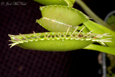 Venus Flytrap: Dionaea muscipula closed trap overflowing with digestive fluid