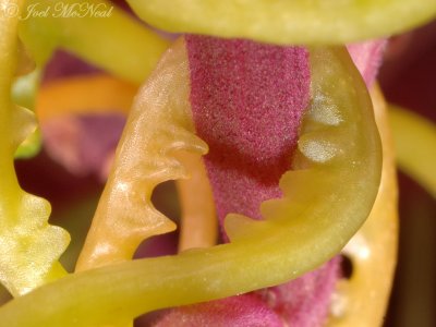 Beaked Dodder haustoria: Cuscuta rostrata