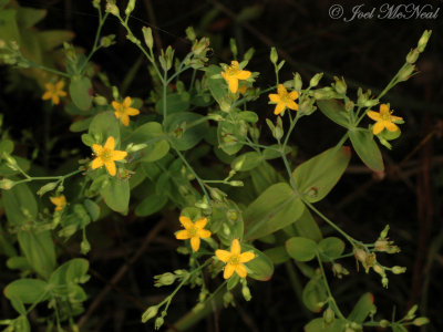 Dwarf St. Johnswort: Hypericum mutilum