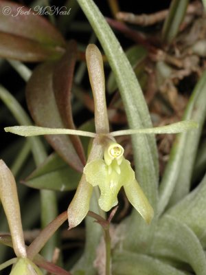 Green Fly Orchid: Epidendrum conopseum