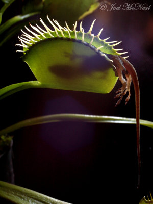 Venus 'Lizardtrap' with Anole: Dionaea muscipula