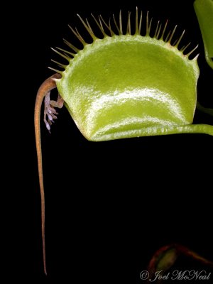 Venus 'Lizardtrap' with Anole: Dionaea muscipula