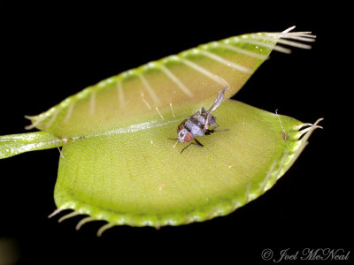 Venus Flytrap: Dionaea muscipula leftovers