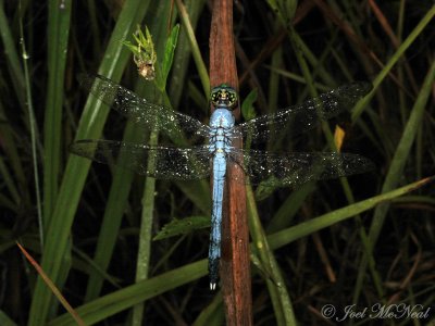 male Eastern Pondhawk