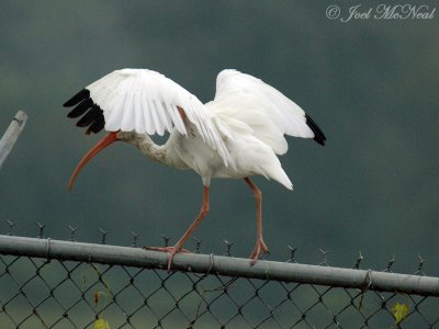 White Ibis