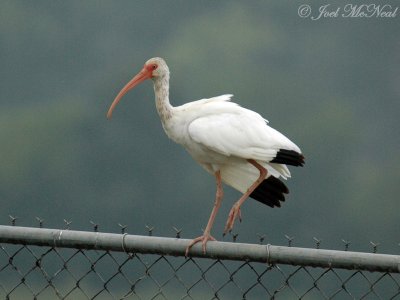 White Ibis