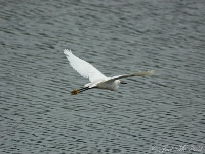 Snowy Egret