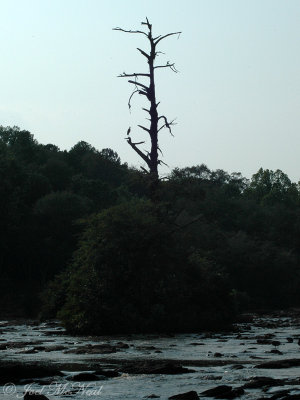 Great Blue Heron sillhouette over Middle Oconee River