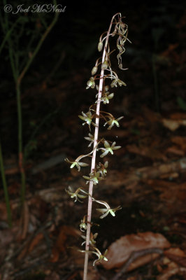 Cranefly Orchid: Tipularia discolor