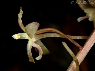 Cranefly Orchid: Tipularia discolor