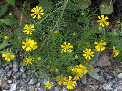 Yellowdicks: Helenium amarum